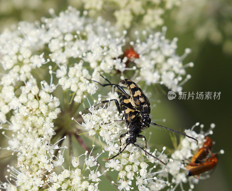 斑点长角甲虫(letura quadrifasciata)交配